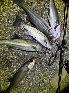 フッコ(マルスズキ)の釣果