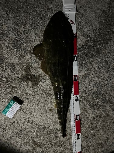 マゴチの釣果