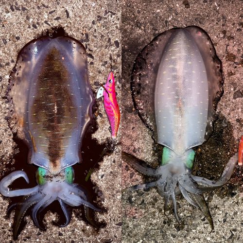 アオリイカの釣果