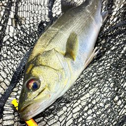 フッコ（マルスズキ）