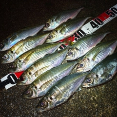 アジの釣果