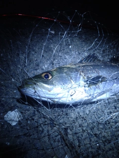 セイゴ（マルスズキ）の釣果