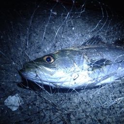 セイゴ（マルスズキ）