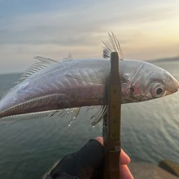 アジ