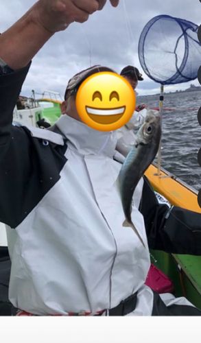 マアジの釣果
