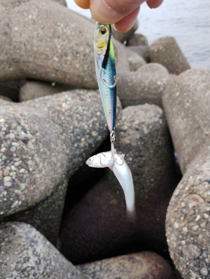 カタクチイワシ