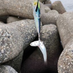 カタクチイワシ