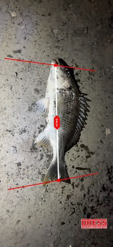 キチヌの釣果