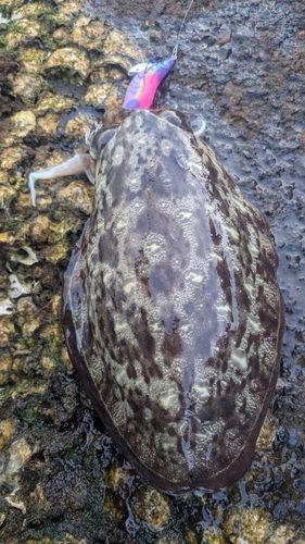 モンゴウイカの釣果