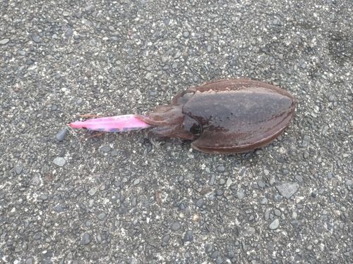 コウイカの釣果