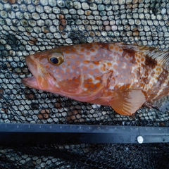 キジハタの釣果