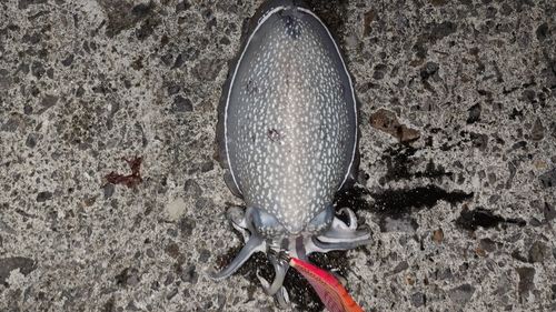 シリヤケイカの釣果
