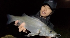 セイゴ（ヒラスズキ）の釣果