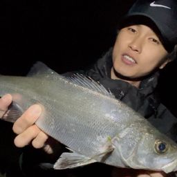 セイゴ（ヒラスズキ）