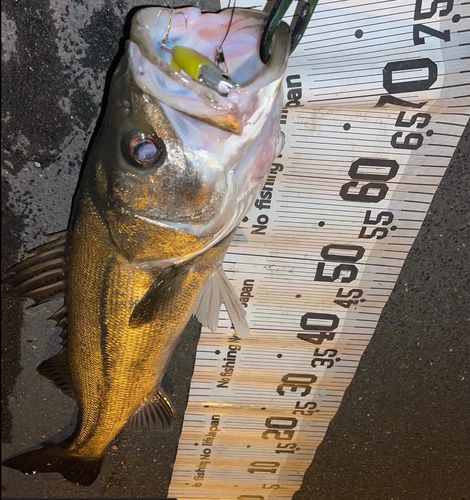 シーバスの釣果