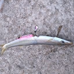 カマス
