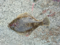 マコガレイの釣果