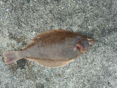 マガレイの釣果