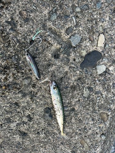 サバの釣果