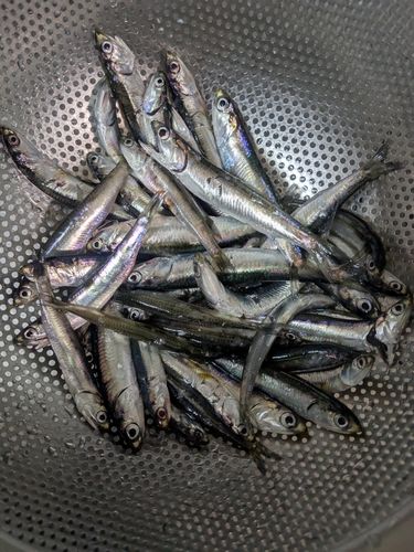 カタクチイワシの釣果