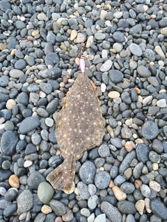 ソゲの釣果