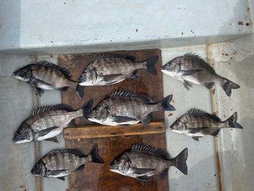 クロダイの釣果