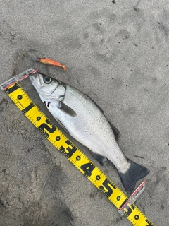 ヒラスズキの釣果
