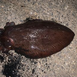 モンゴウイカ