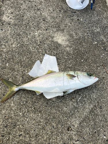 ハマチの釣果