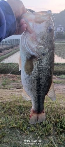 ブラックバスの釣果
