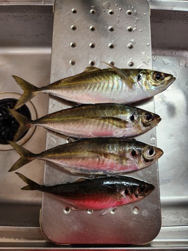 アジの釣果