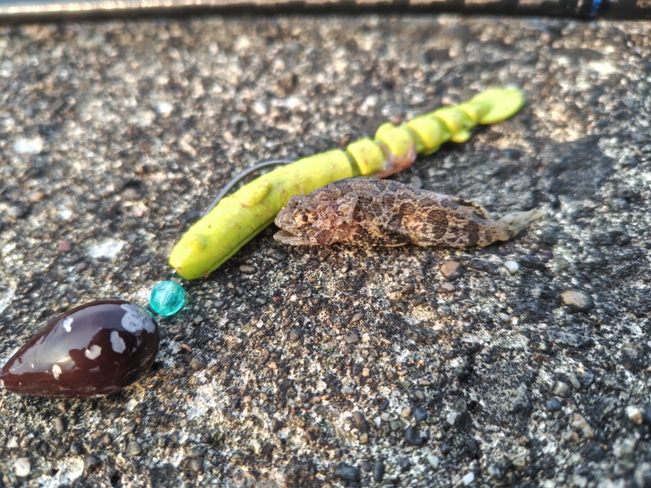 カレイ
