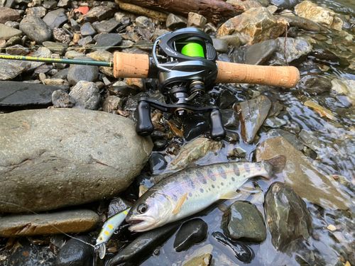 ヤマメの釣果