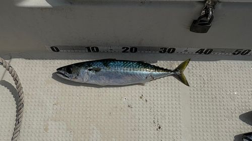 サバの釣果
