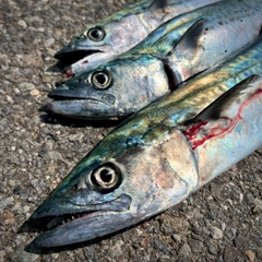 サゴシの釣果