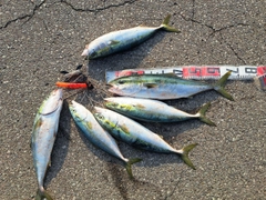 ワラサの釣果