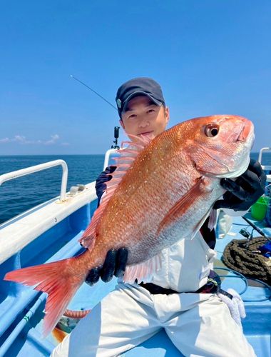 マダイの釣果