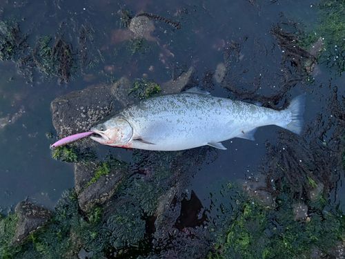 サクラマスの釣果