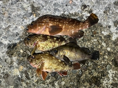 キジハタの釣果