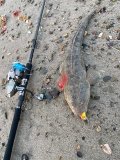 マゴチの釣果