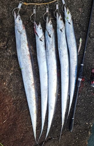 タチウオの釣果