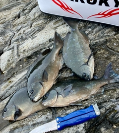 クロメジナの釣果