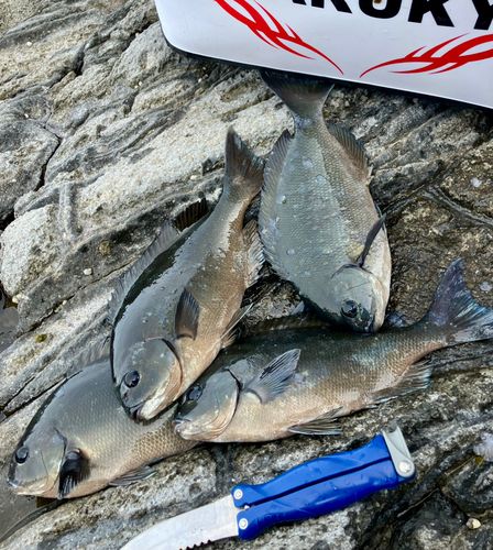 クロメジナの釣果