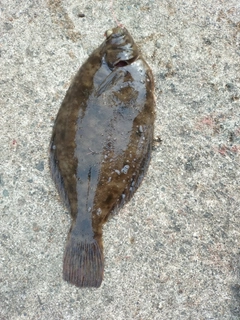 マコガレイの釣果