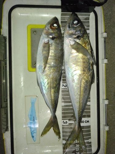 マアジの釣果