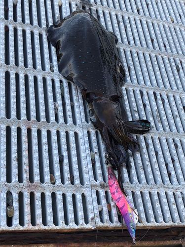 イカの釣果