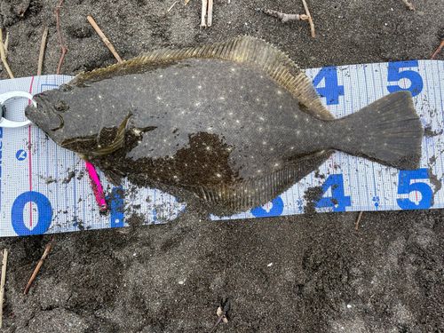 ヒラメの釣果