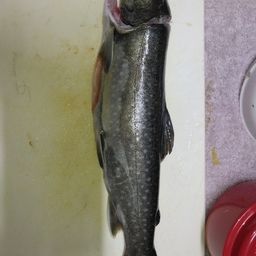 ニッコウイワナ