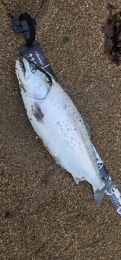サクラマスの釣果