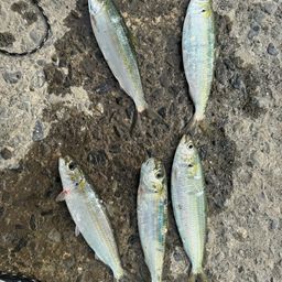 カタボシイワシ